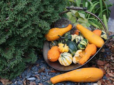 colourful squashes of various sizes