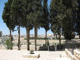 view of Jerusalem from the Mount of Olives through a row of cedars